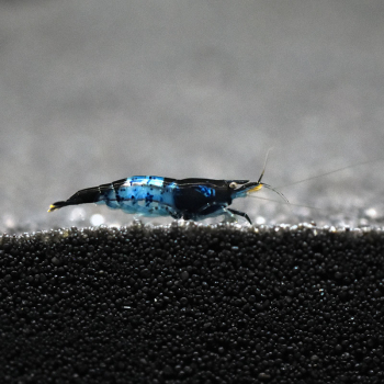 Blue Rili Garnele, Neocaridina davidi 'Blue Rili'